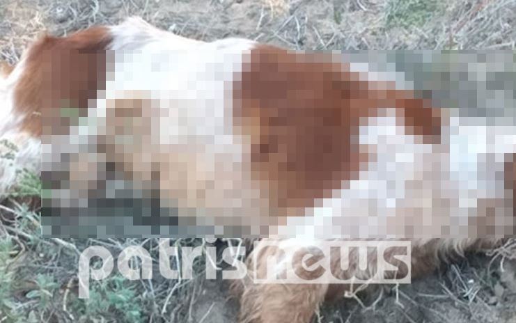 Ηλεία - σκύλος