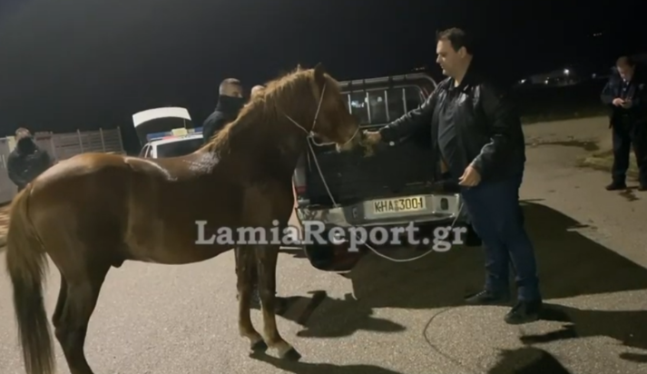 Λαμία - άλογο