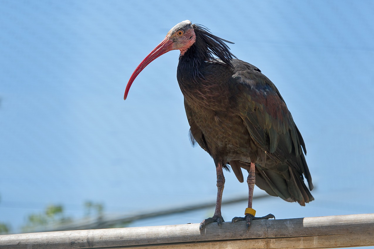 Αττικό Ζωολογικό Πάρκο: Ζημιές λόγω της κακοκαιρίας – “Δραπέτευσαν” 32 πουλιά