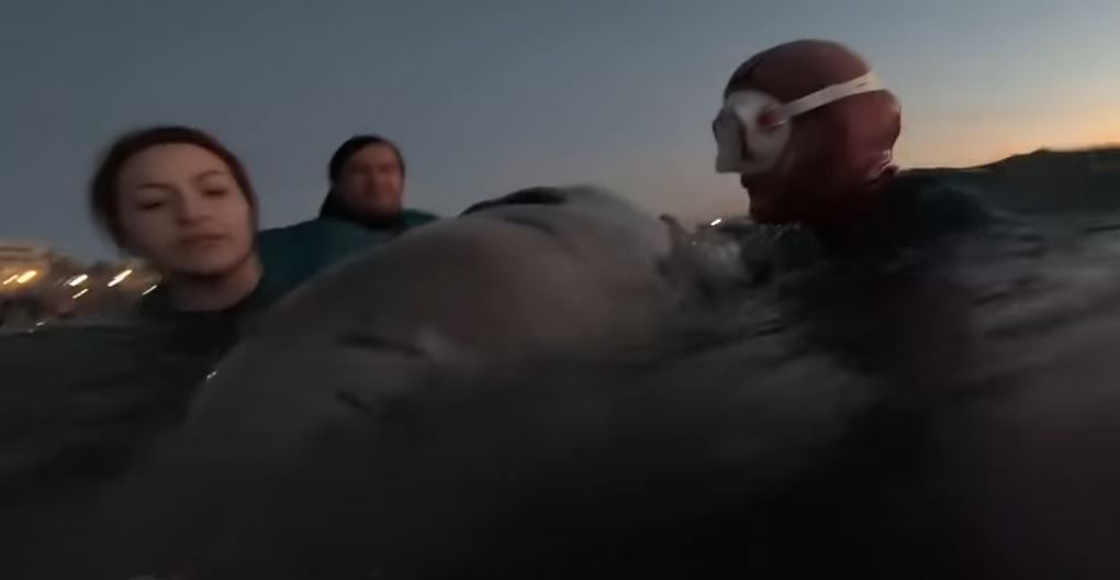 Εθελόντρια τραγουδά στη φάλαινα την ώρα που δίνει μάχη για τη ζωή – Το βίντεο που συγκινεί