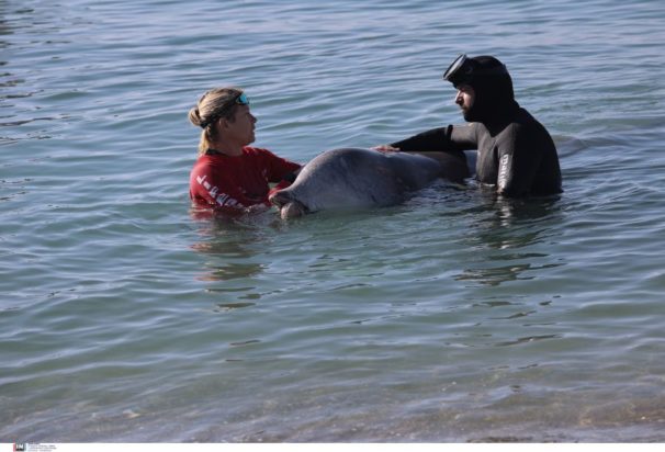 Άλιμος- φάλαινα