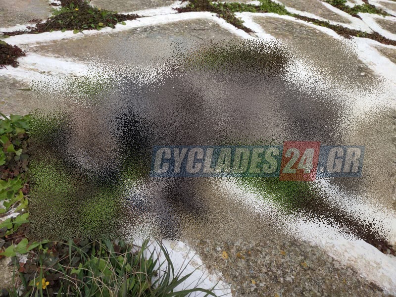 Κτηνωδία στη Σίκινο: Δηλητηρίασαν 35 γάτες –  Άλλες πέθαναν και άλλες αναζητούνται