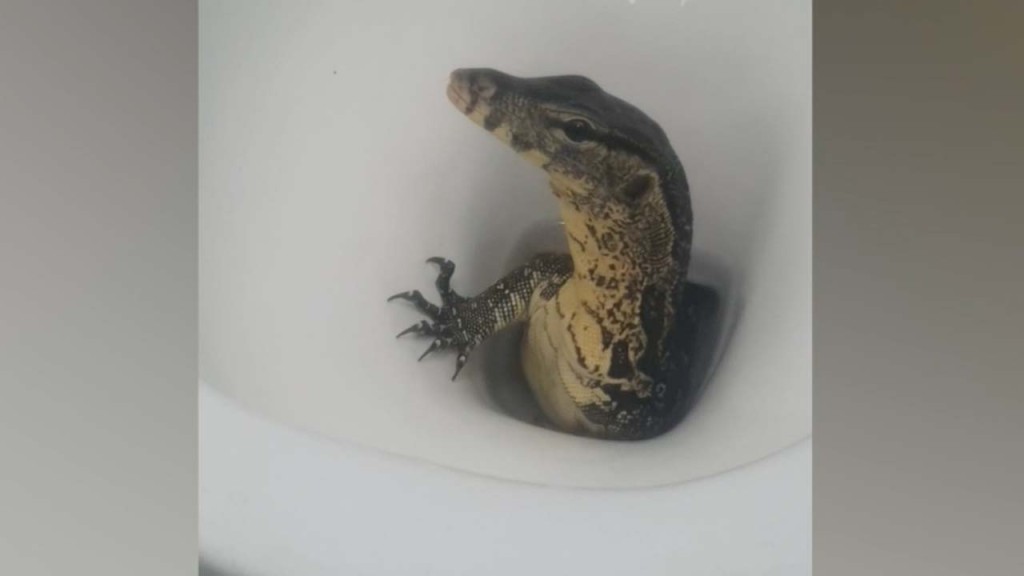 Πανικός για τουρίστες στην Ταϊλάνδη – Βγήκε ο… Godzilla στην τουαλέτα τους