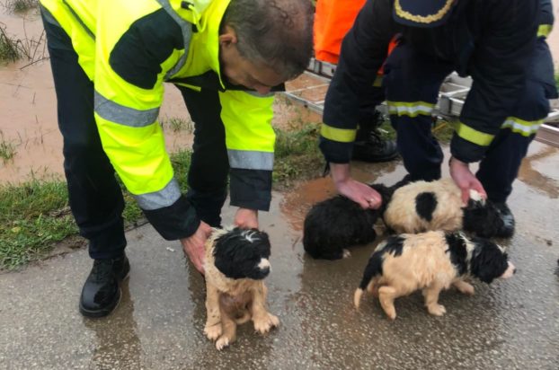 Κακοκαιρία Φάρσαλα κουτάβια διάσωση