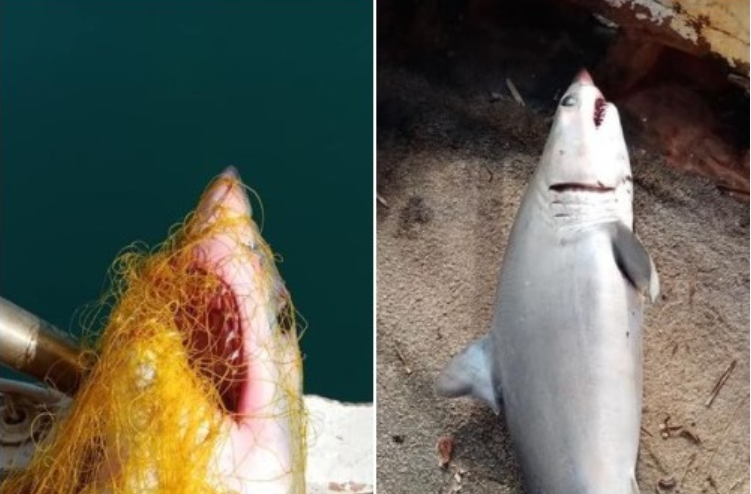 Κυπαρισσία: Καρχαρίας έπεσε στα δίχτυα ψαρά