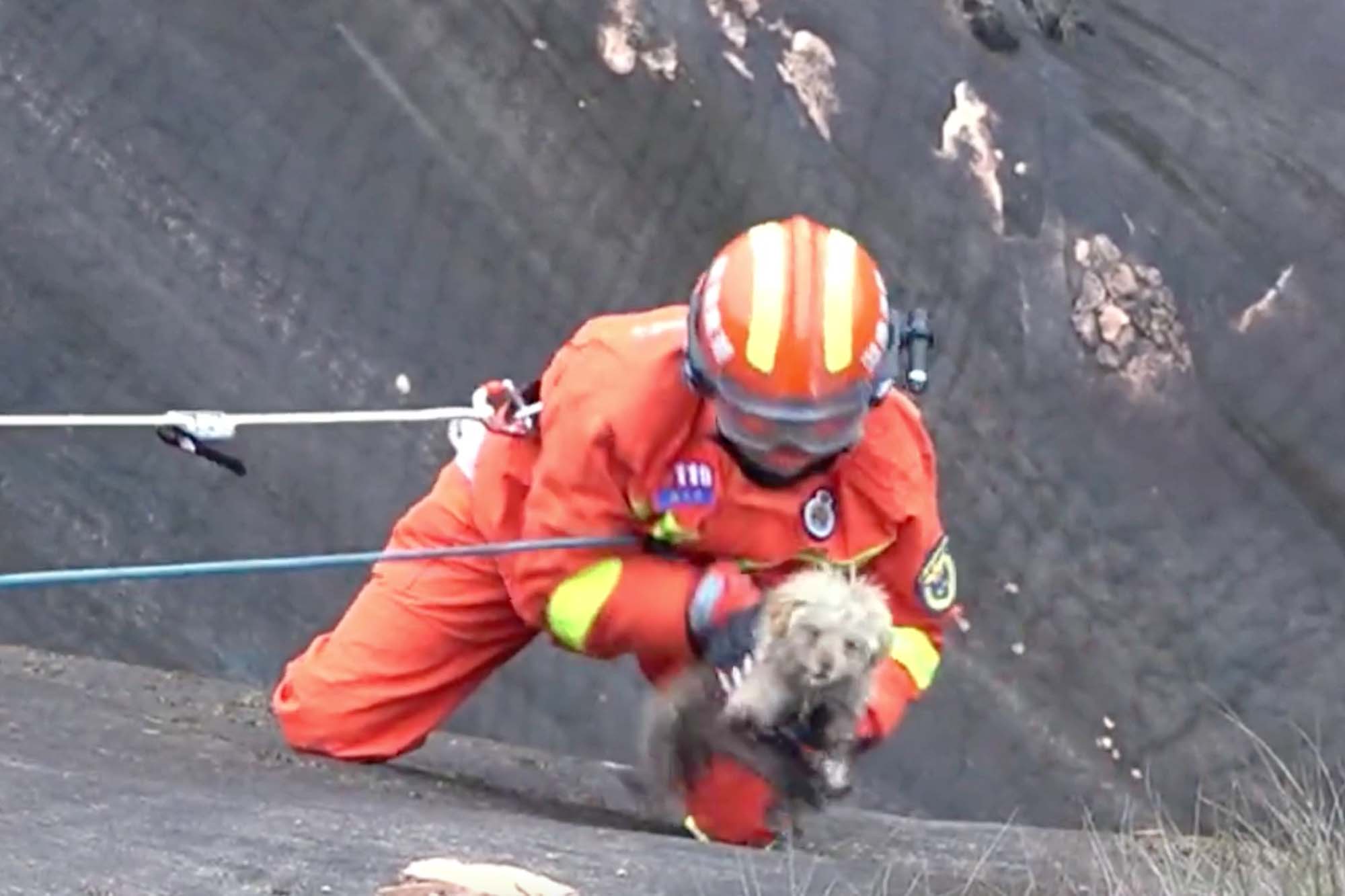 Κίνα σκύλος