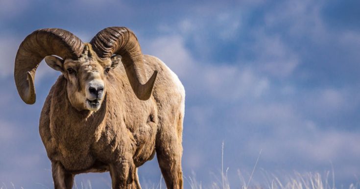 κριάρι - Μεσσηνία