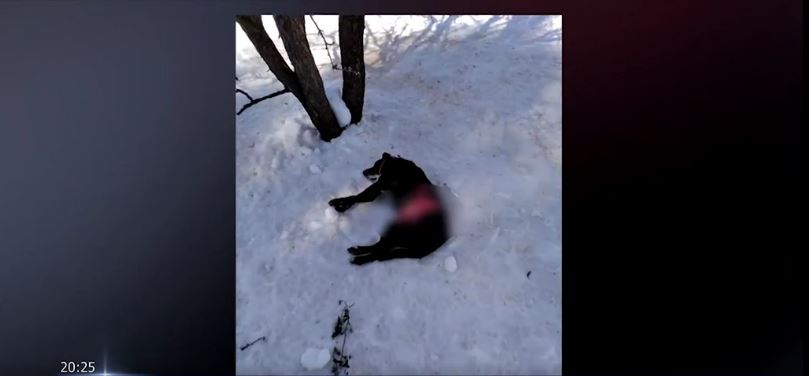 Διόνυσος: Λύκοι κατασπάραξαν σκύλους – “Έχουν μπει στις αυλές των σπιτιών μας”
