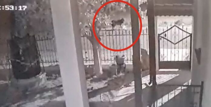 Νεοχώρι Ημαθίας: Λύκοι κάνουν βόλτα στο χωριό – Ανησυχούν οι κάτοικοι – ΒΙΝΤΕΟ