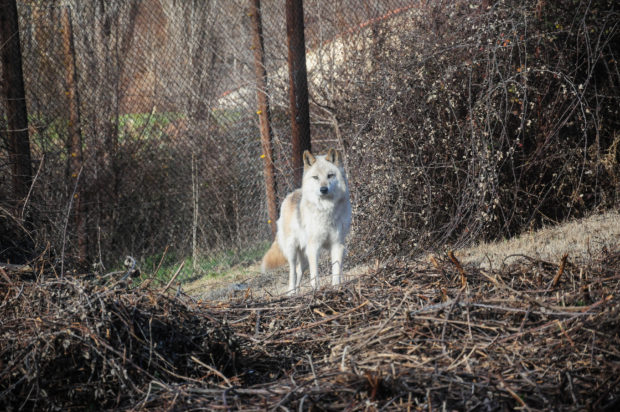 λύκος - ΙΝΤΙΜΕ