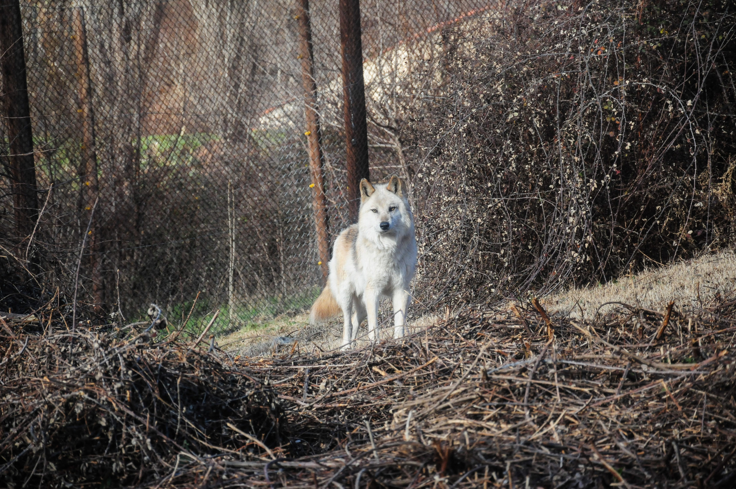 λύκος - ΙΝΤΙΜΕ