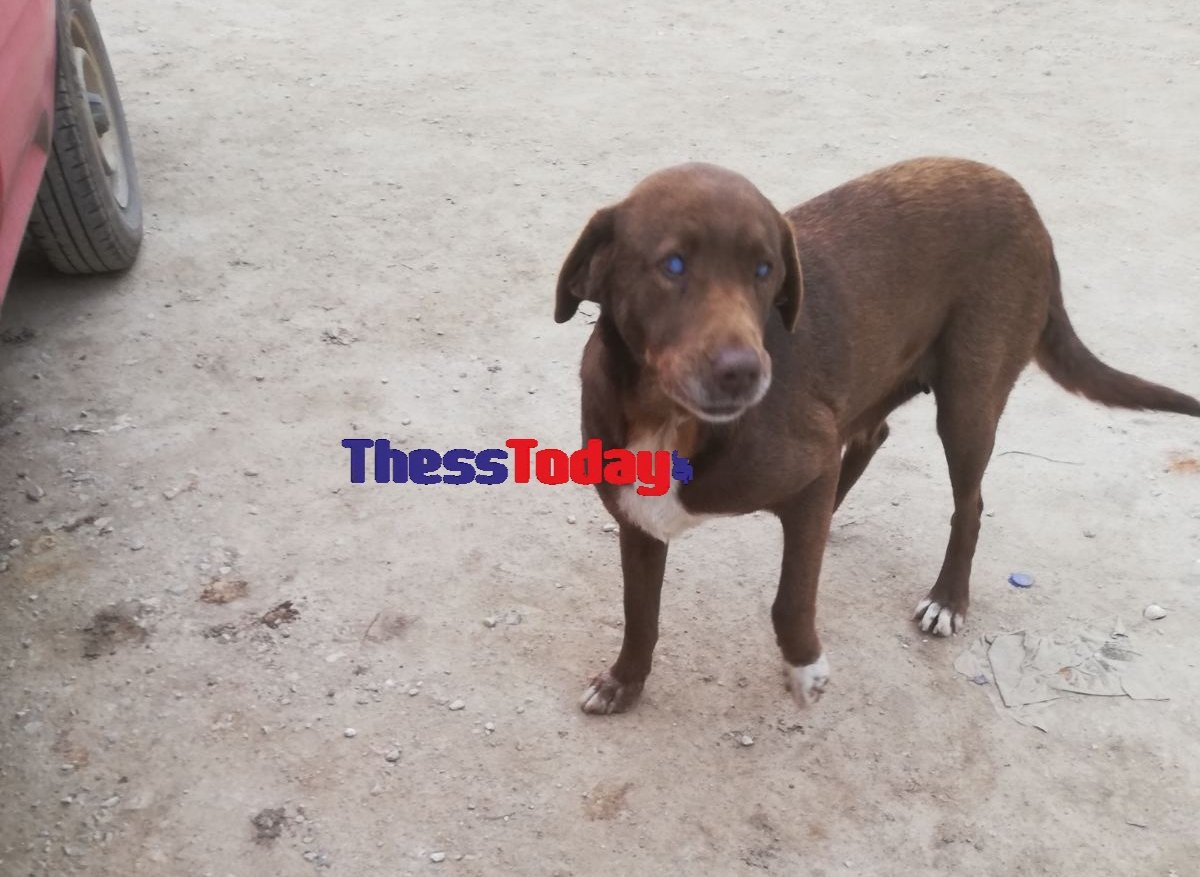 Kτηνωδία στη Νάουσα: Έρευνα της ΕΛ.ΑΣ για τον θάνατο δύο αδέσποτων σκύλων