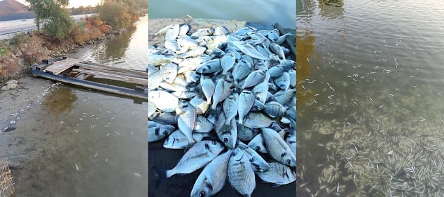 Πάγωσαν τα ψάρια στην Ηγουμενίτσα – Αποκαρδιωτικές εικόνες