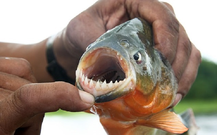 Φονική επίθεση πιράνχας στην Παραγουάη – Νεκροί τέσσερις λουόμενοι