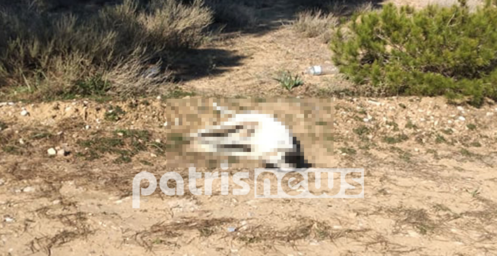 Ηλεία - σκύλος