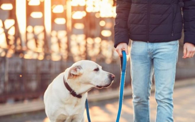 Θεσσαλονίκη - σκύλος