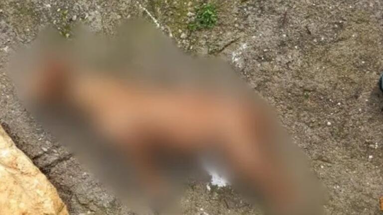 σκύλος Χανιά