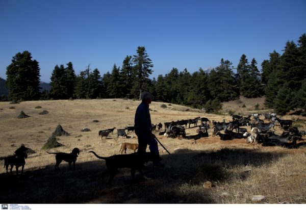 βοσκός - ΙΝΤΙΜΕ