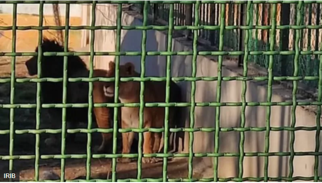 Ιράν: Λέαινα σκότωσε φύλακα σε ζωολογικό κήπο και το έσκασε μαζί… με τον αγαπημένο της