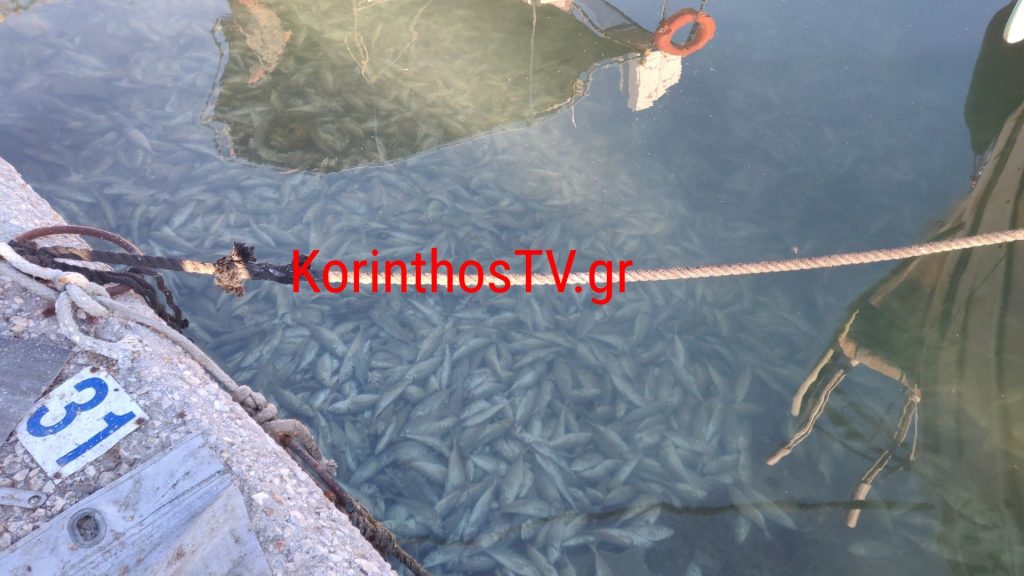 Κόρινθος- ψάρια