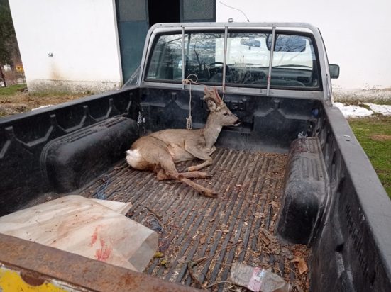 Ζαρκάδι-Φλώρινα