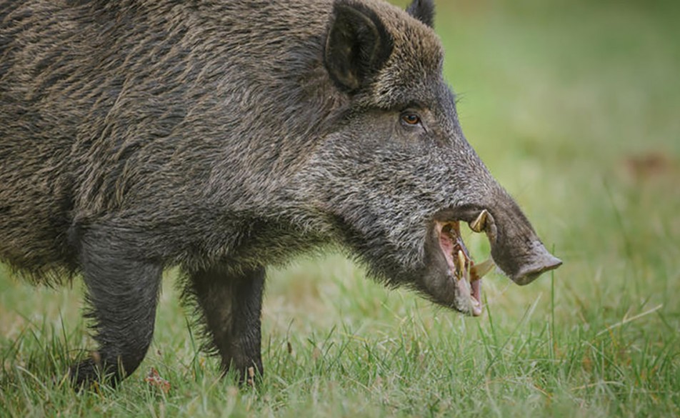 αγριογούρουνα- Εκάλη