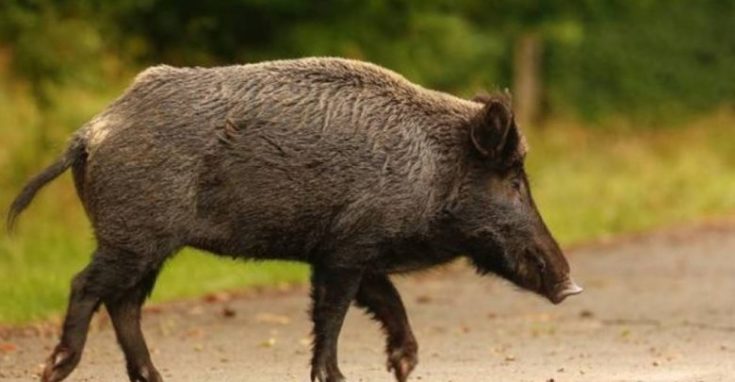 αγριογούρουνο