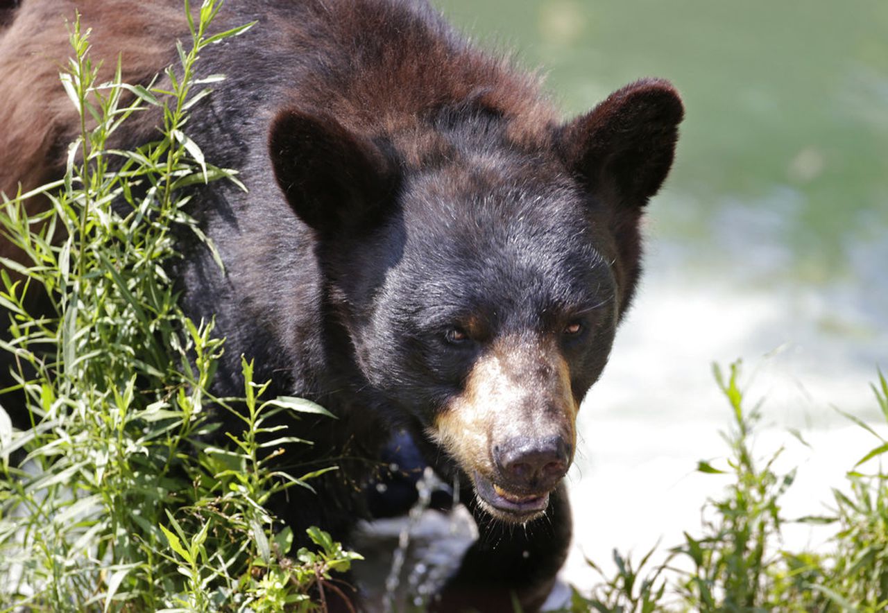 Τραγωδία στις ΗΠΑ: Σκότωσε κατά λάθος τον αδελφό του στην προσπάθεια να πυροβολήσει αρκούδα και μετά αυτοκτόνησε