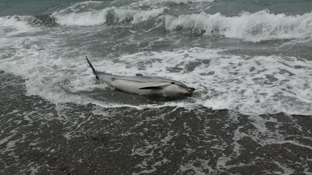 Λέσβος: Δελφίνι “χαροπάλευε” για ώρες αβοήθητο στην παραλία – Συγκινεί το ΒΙΝΤΕΟ
