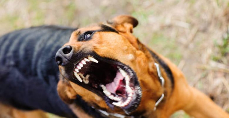 Λάρισα: Σκύλος επιτέθηκε σε ανήλικη – Πώς την έσωσε ο πατέρας της