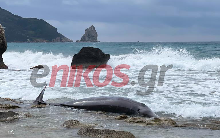 Κέρκυρα: Νέα περιστατικά με μικρές φάλαινες – Γιατί βγαίνουν στα ρηχά εξασθενημένες
