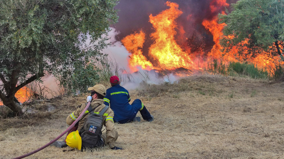 “Ξαναφυτεύουμε τους ελαιώνες της Αρχαίας Ολυμπίας” – Ένα έργο πνοής μετά τις καταστροφικές πυρκαγιές