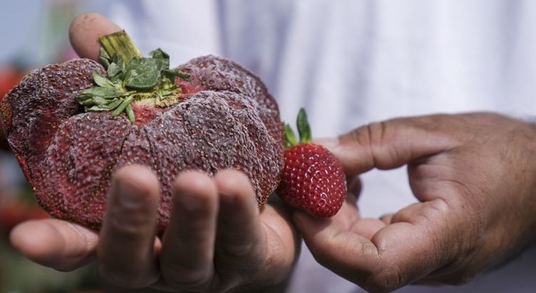 Ισραήλ: Μια τεράστια φράουλα κατέκτησε θέση στο βιβλίο των Ρεκόρ Γκίνες