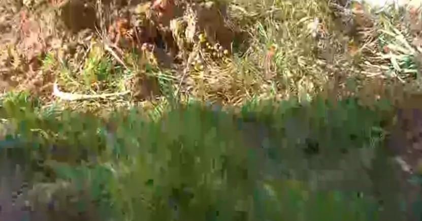 νεκρό βρέφος