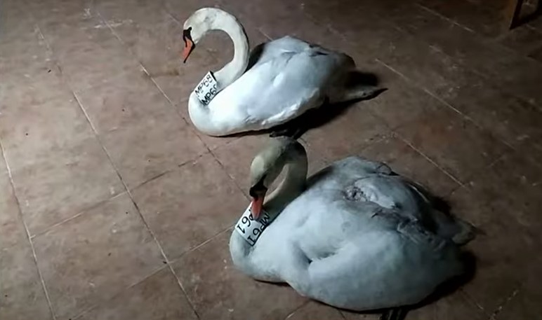 Καστοριά: Άδοξο τέλος για τους ερωτευμένους κύκνους