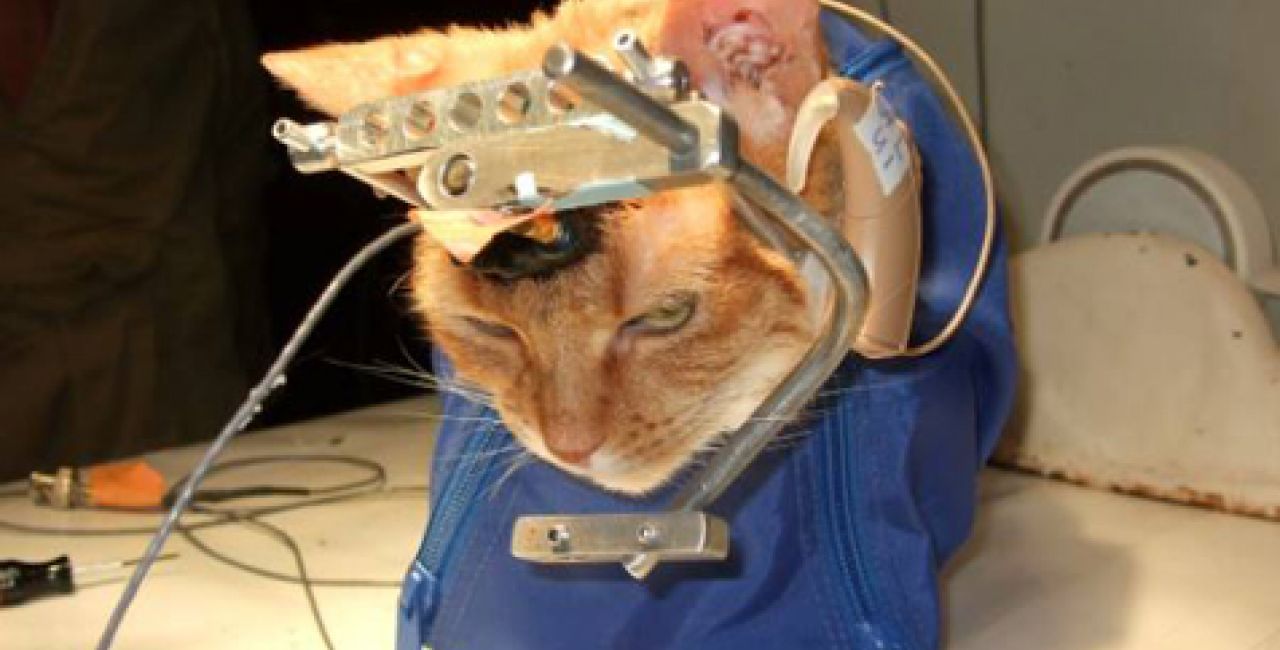 Ελβετία: Θα είναι η πρώτη χώρα που θα απαγορεύσει τα πειράματα στα ζώα;