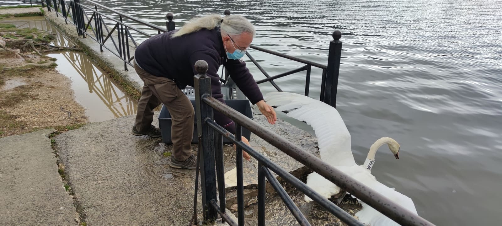Στη λίμνη Παμβώτιδα μεταφέρθηκε ο θλιμμένος κύκνος της Καστοριάς – Αρνιόταν να μπει στο νερό