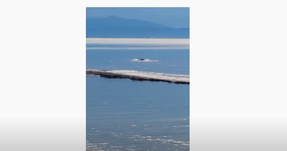 Θαλάσσιο κήτος στο Τολό – Έσπευσε το Λιμεναρχείο για να λύσει το μυστήριο