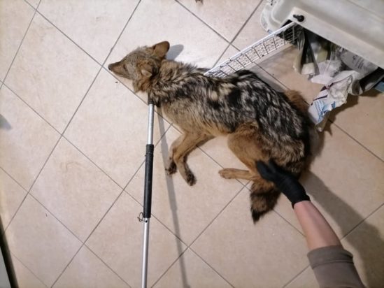 Tσακάλι - Θεσσαλονίκη