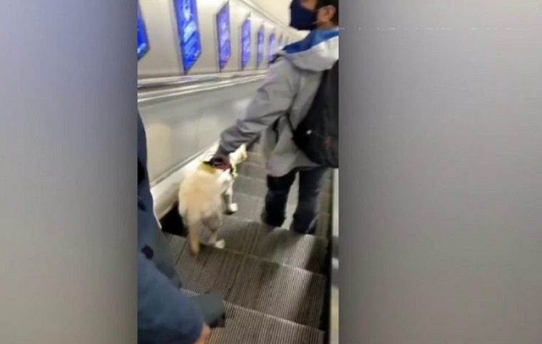Βρετανία: Ένταση με τυφλό επιβάτη στο μετρό λόγω του σκύλου-οδηγού του