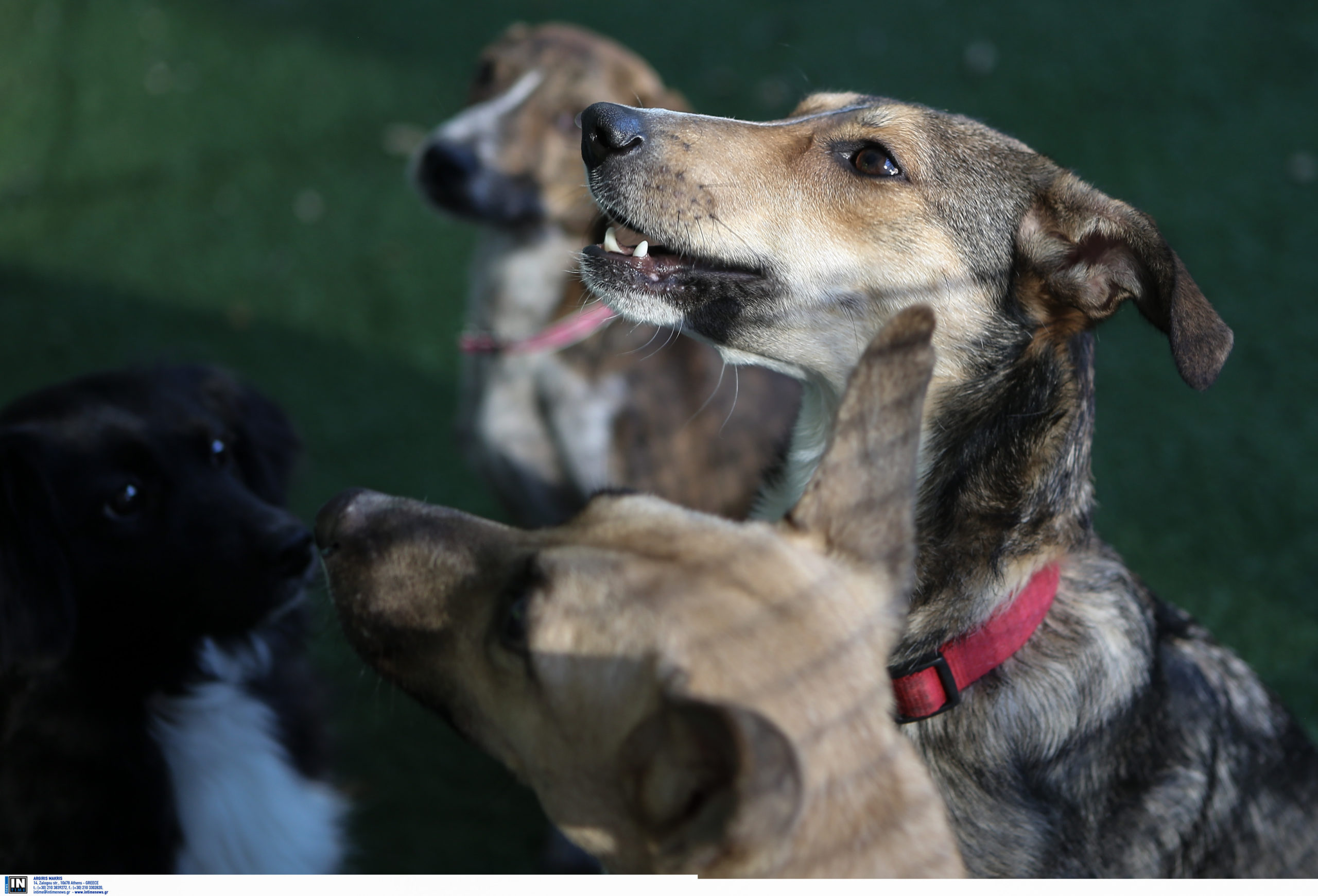 Διεθνής Ημέρα Αδέσποτων Ζώων σήμερα