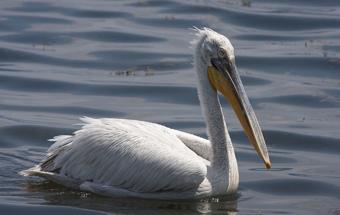 Κοζάνη: Συναγερμός για τη γρίπη των πτηνών μετά τον εντοπισμό κρούσματος σε αργυροπελεκάνο