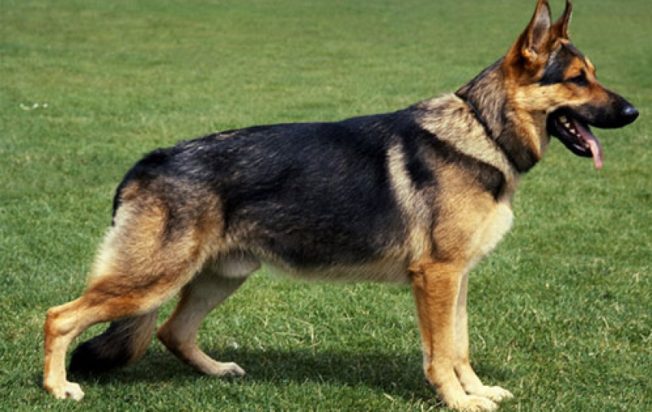 σκύλος- επίθεση