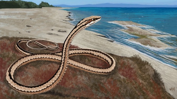 Psammophis odysseus φίδι