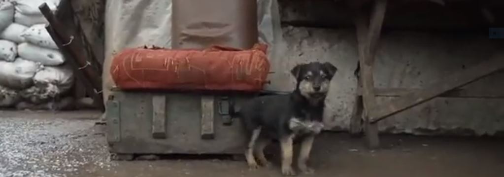 “Ράμπο”: Το κουτάβι που διέσωσαν Ουκρανοί στρατιώτες και έγινε viral – Η συγκινητική ανάρτηση του Σιλβέστερ Σταλόνε