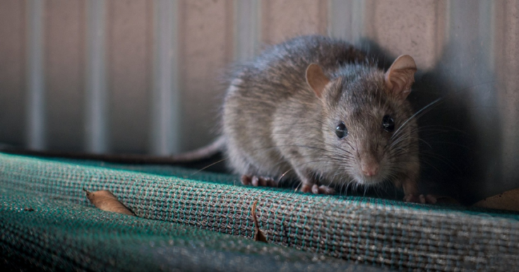 ποντίκια- Θεσσαλονίκη