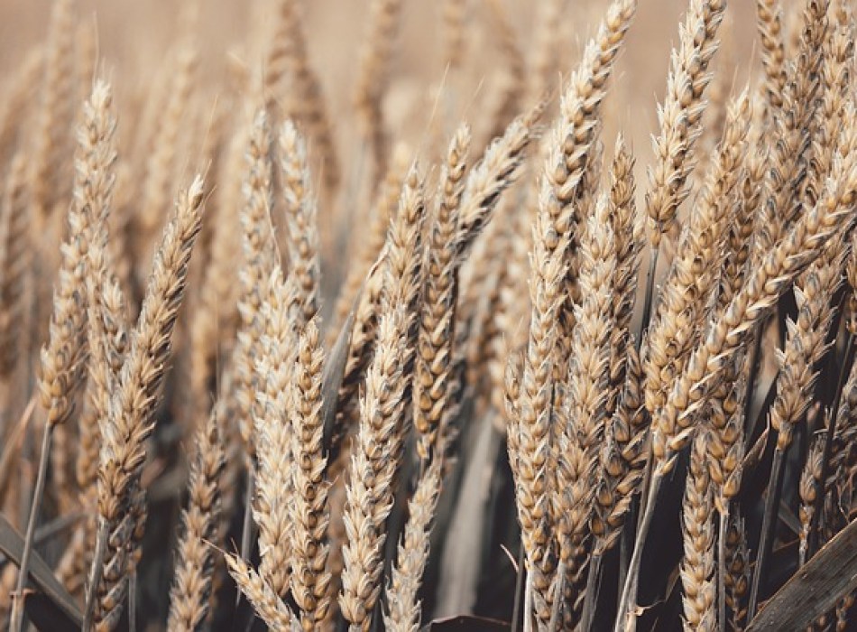 εξαγωγές- Ουκρανία