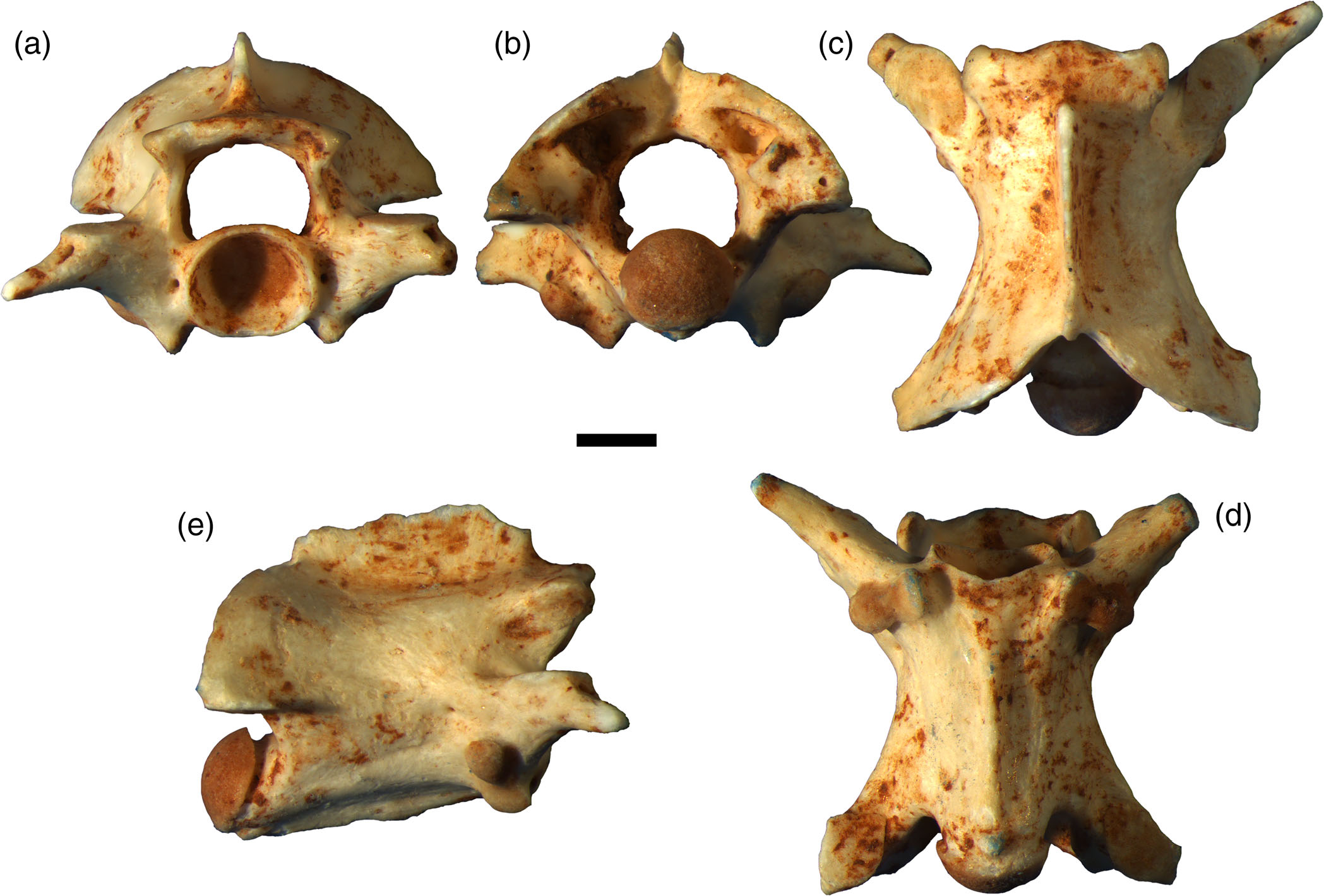 Σπόνδυλος του Psammophis odysseus,