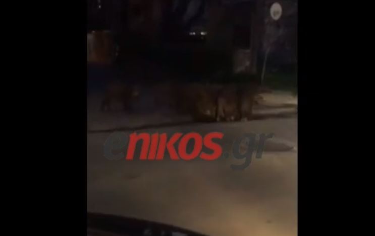 Τα αγριογούρουνα βγήκαν ξανά βόλτα στην Εκάλη – ΒΙΝΤΕΟ αναγνώστη