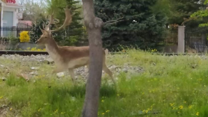 ελάφι Αμύνταιο